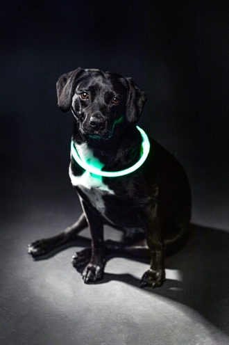 TRIXIE Hondenhalsband USB Flash Light Oplaadbaar, knipper/continu, zicht tot 200 m - Groen - L-XL 65x0,8 cm