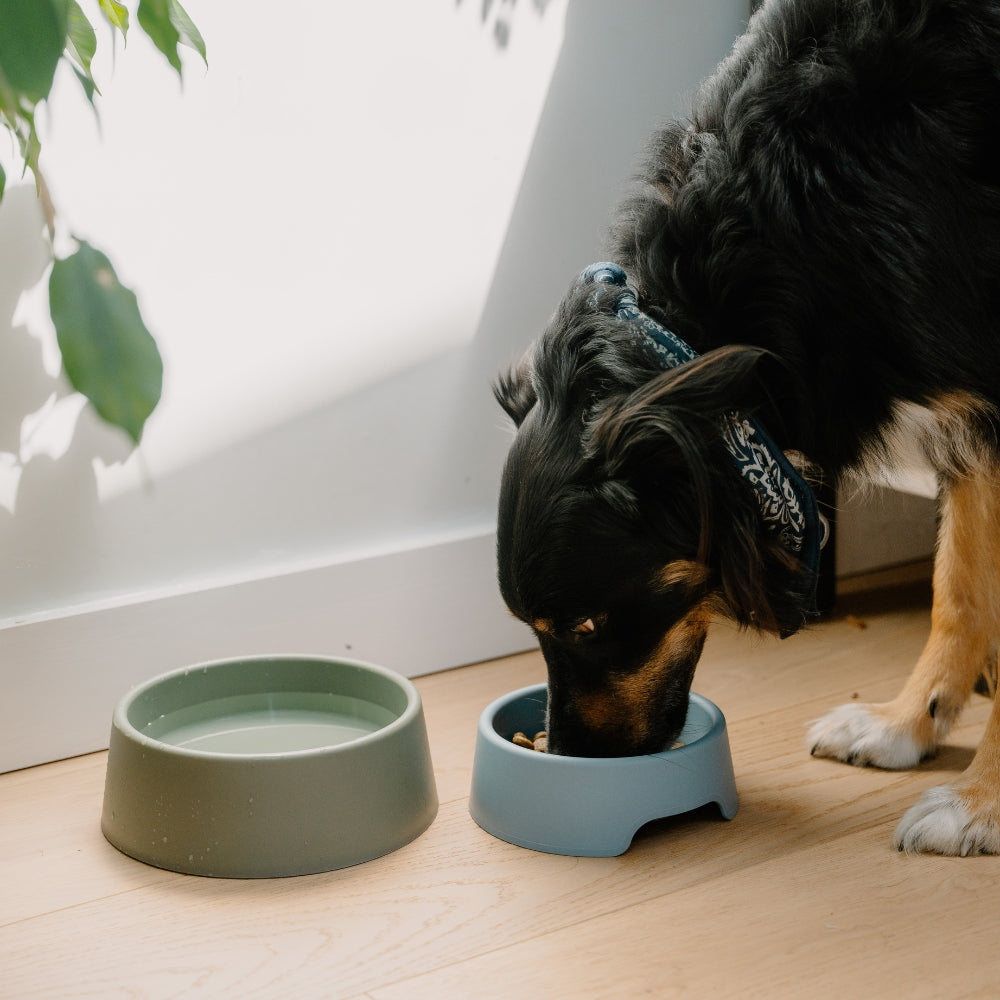 Steady Dog Bowl - Blau / Small - 600 ml