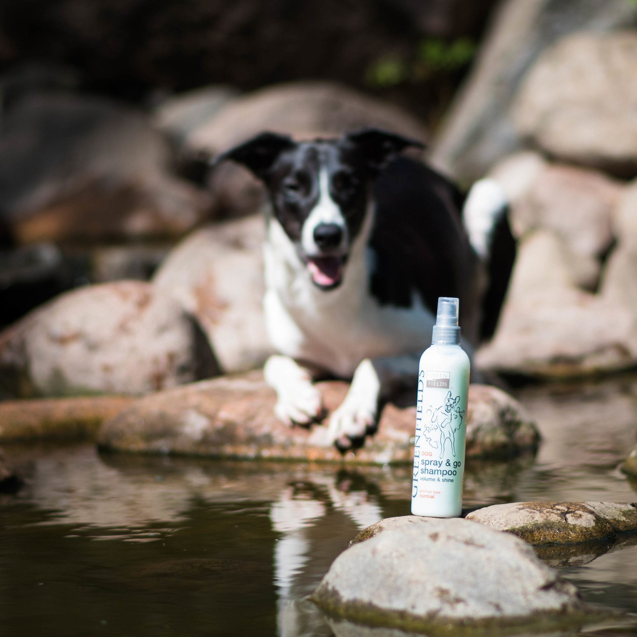 Greenfields Droogshampoo voor Honden Spray & Go 250 ml – zonder water