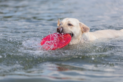 TRIXIE DOG DISC DRIJVEND TPR ASSORTI