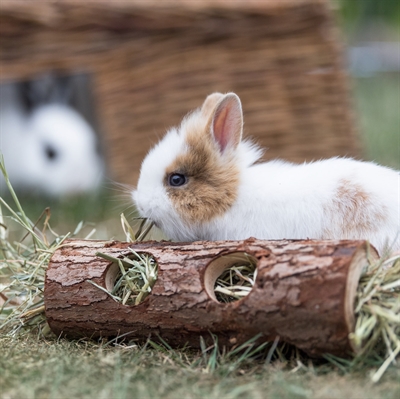 TRIXIE BUISTUNNEL HAMSTER SCHORSHOUT