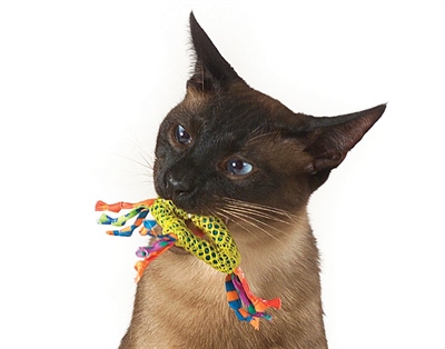 CATSTAGES kattenkauwspeeltje CATNIP DENTAL HEALTH CHEW tandverzorgend, met catnip, rafelvrij - multikleur -