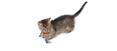 CATSTAGES kattenkauwspeeltje CATNIP DENTAL HEALTH CHEW tandverzorgend, met catnip, rafelvrij - multikleur -