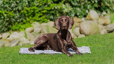 TRIXIE KOELMAT SOFT GRIJS