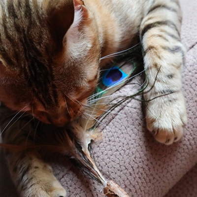 CROCI EUPHORIA KATTENHENGEL MATATABI PAUWENVEER