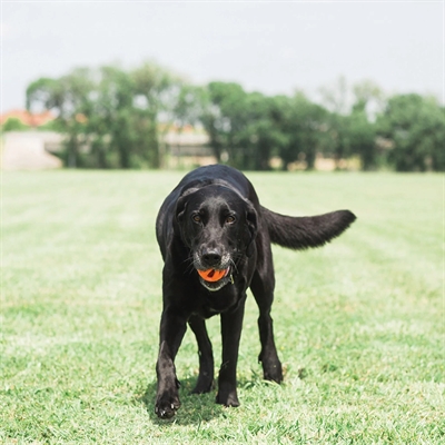 CHUCKIT AIR FETCH BAL MEDIUM ORANJE