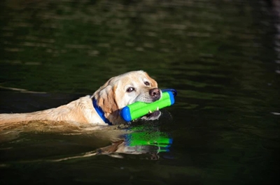 CHUCKIT AMPHIBIOUS BUMPER ASSORTI