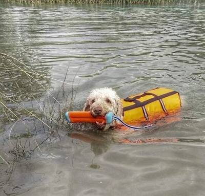 CHUCKIT AMPHIBIOUS BUMPER ASSORTI
