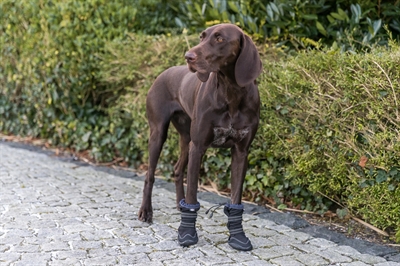 TRIXIE POOTBESCHERMING WALKER ACTIVE LONG ZWART