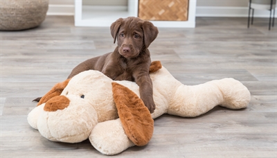 TRIXIE KNUFFEL HONDBENNY PLUCHE BEIGE / BRUIN
