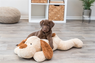 TRIXIE KNUFFEL HONDBENNY PLUCHE BEIGE / BRUIN