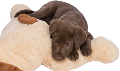 TRIXIE KNUFFEL HONDBENNY PLUCHE BEIGE / BRUIN