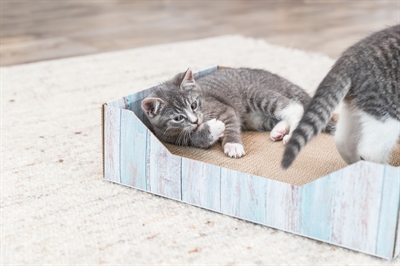 TRIXIE KRABMAND KARTON CATNIP TURQUOISE