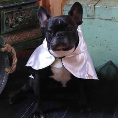 Croci Ticky Ghost cape pour chien