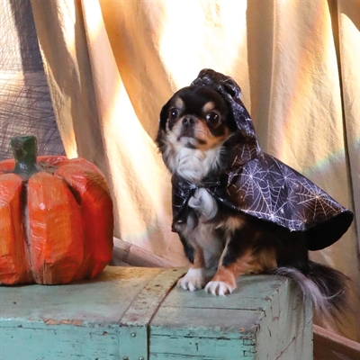 Croci Ticky Ghost cape pour chien