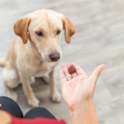 TRIXIE Soft Snack für Tabletten-Hundesnack - Versteckte Tablettenöffnung, weich, ergänzende Tiernahrung - 100 g