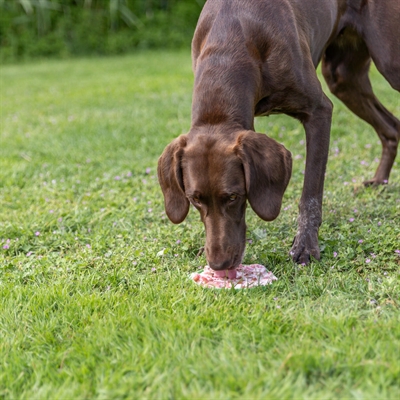 TRIXIE LICK'N'SNACK MAT MET ZUIGNAPPEN SILICONEN GROEN