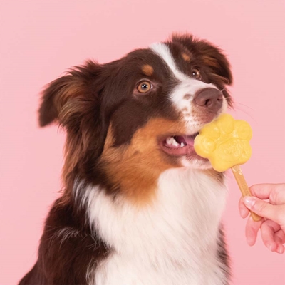 SMOOFL Eissmix für Hunde Apfel laktose-, fett- & getreidefrei | Inklusive 10 Eisstiele - 160 g