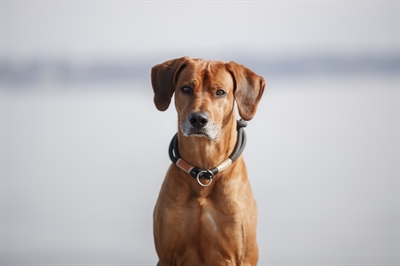 TRIXIE BE NORDIC HALSBAND HOND HALF-SLIP ZWART / ZAND