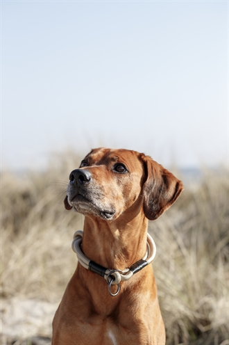 TRIXIE BE NORDIC HALSBAND HOND HALF-SLIP ZAND / ZWART