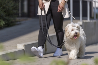 TRIXIE CITYSTYLE HONDENRIEM VERSTELBAAR PVC ZWART