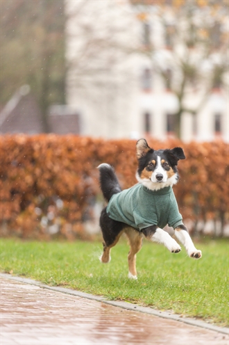 TRIXIE CITYSTYLE HONDENTRUI SWEATSHIRT AMSTERDAM SALIEGROEN