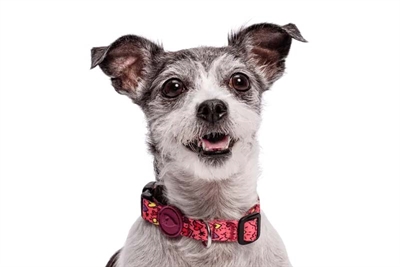 MORSO HALSBAND HOND GERECYCLED PINK THINK ROZE