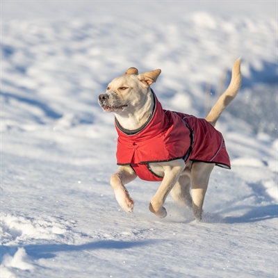 TRIXIE HONDENJAS WINTER EXPLORE THERMO ROOD