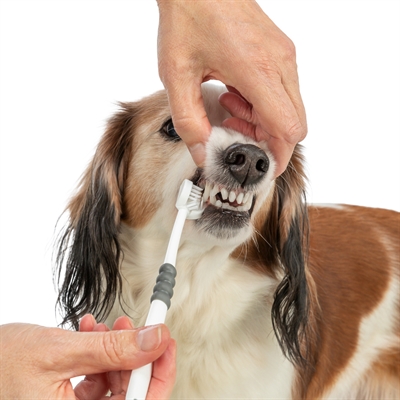 TRIXIE 3-KOPPIGE TANDENBORSTEL HOND / KAT WIT / GRIJS