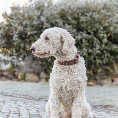 TRIXIE HALSBAND HOND RIVET RUSTIC VETLEER DONKERBRUIN
