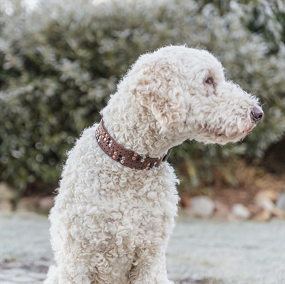 TRIXIE HALSBAND HOND RIVET RUSTIC VETLEER DONKERBRUIN