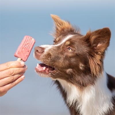 TRIXIE Hondenijsje ICE POP Kipsmaak 22% kip ijsvorm verwennerij - Rood - 70x55 g