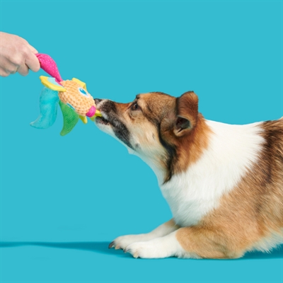 BARK Plüsch-Hundespielzeug Ahi Tina Regenbogenfisch Mix Materialien, Quietscher & Schüttelflossen - Regenbogen - 26x18x6