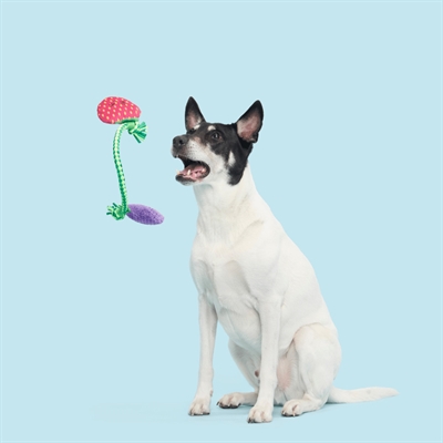 BARK Best Berry Friends pluche hondenspeelgoed pluche & flostouw piepend 22x26x5 cm