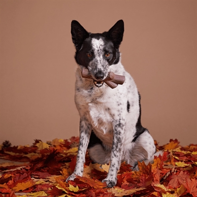 BARK FALL FETCH STICK TAK SUPER CHEWER BRUIN