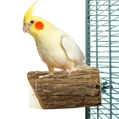 BACK ZOO NATURE WOOD SLICE PERCH