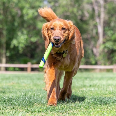 CHUCKIT SNIFF FETCH STICK PINDAKAASGEUR