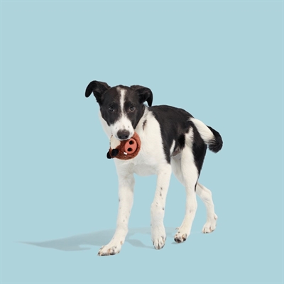 BARK Wild Boris Zwijn hondenspeelgoed stof-rubber 10x9x9 cm