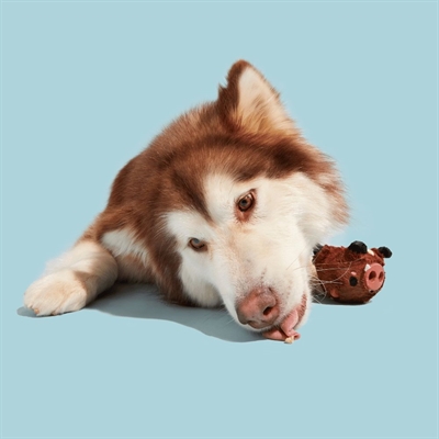 BARK Wild Boris Zwijn hondenspeelgoed stof-rubber 10x9x9 cm