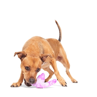 Bark Fairy Dogmother kauwspeelgoed nylon voor grote honden 13x13x6 cm