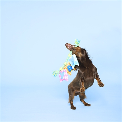 BARK Happy Yay Banner Birthday pluche hondenspeelgoed pluche piepend 36x25x6 cm
