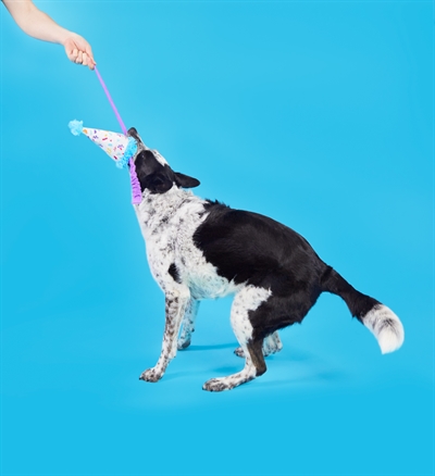 BARK Party Pooper Hat Birthday pluche hondenspeelgoed pluche piepend 29x9x9 cm