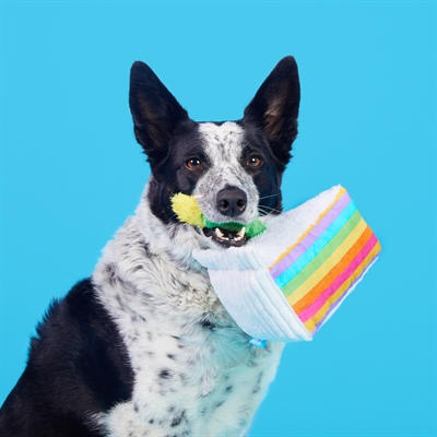BARK Barkday Cake pluche hondenspeelgoed pluche piepend 21x17x13 cm