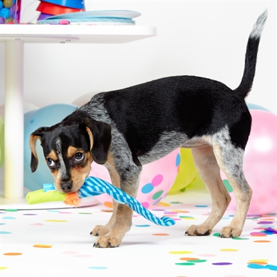 BARK Roll Over Party Blower pluche hondenspeelgoed piepend 38x8x5 cm