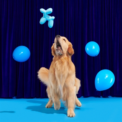 BARK Bob The Balloon Birthday Super Chewer hondenspeelgoed rubber piepend 19x8x17 cm