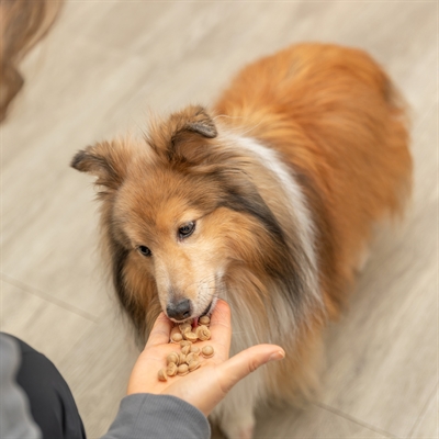 TRIXIE Bakmat voor dierensnacks BPA Vrij - Temperatuurbestendig -40–230°C - Veel vormpjes - Paars - 38x28 cm