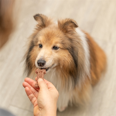 TRIXIE Bakmat voor dierensnacks siliconen likmat 24x29 cm