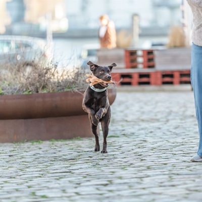 TRIXIE HOND STAAND LEER BRUIN