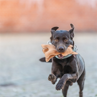 TRIXIE HOND STAAND LEER BRUIN