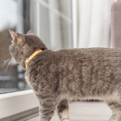 TRIXIE Kattenhalsband Geblokt Motief Verstelbaar met Belletje - Zachte pastelkleuren (Assorti) - 20-30x1 cm